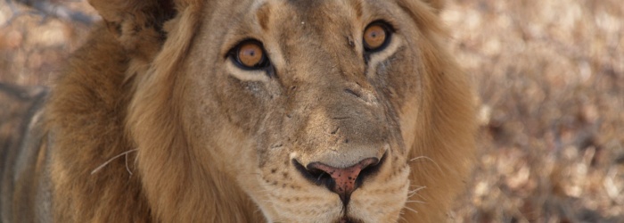 P7293980 Panthera leo - Lion - Loewe young male