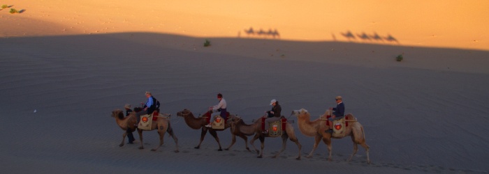 P8235775 Dunhuan Kumtag Desert Bactrian camels mP k
