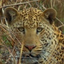 P8024264 Panthera pardus - Leopard male korr