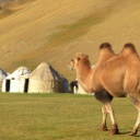 P8316446 Ta Rabat Yurts Bactrian camel 128x128