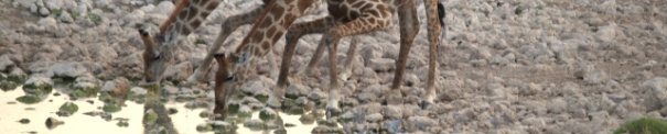 P4254403 Fauna Giraffa camelopardalis giraffe